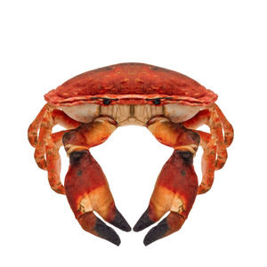 Krab słonowodny 26 cm