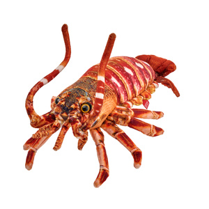 Homar 33 cm 